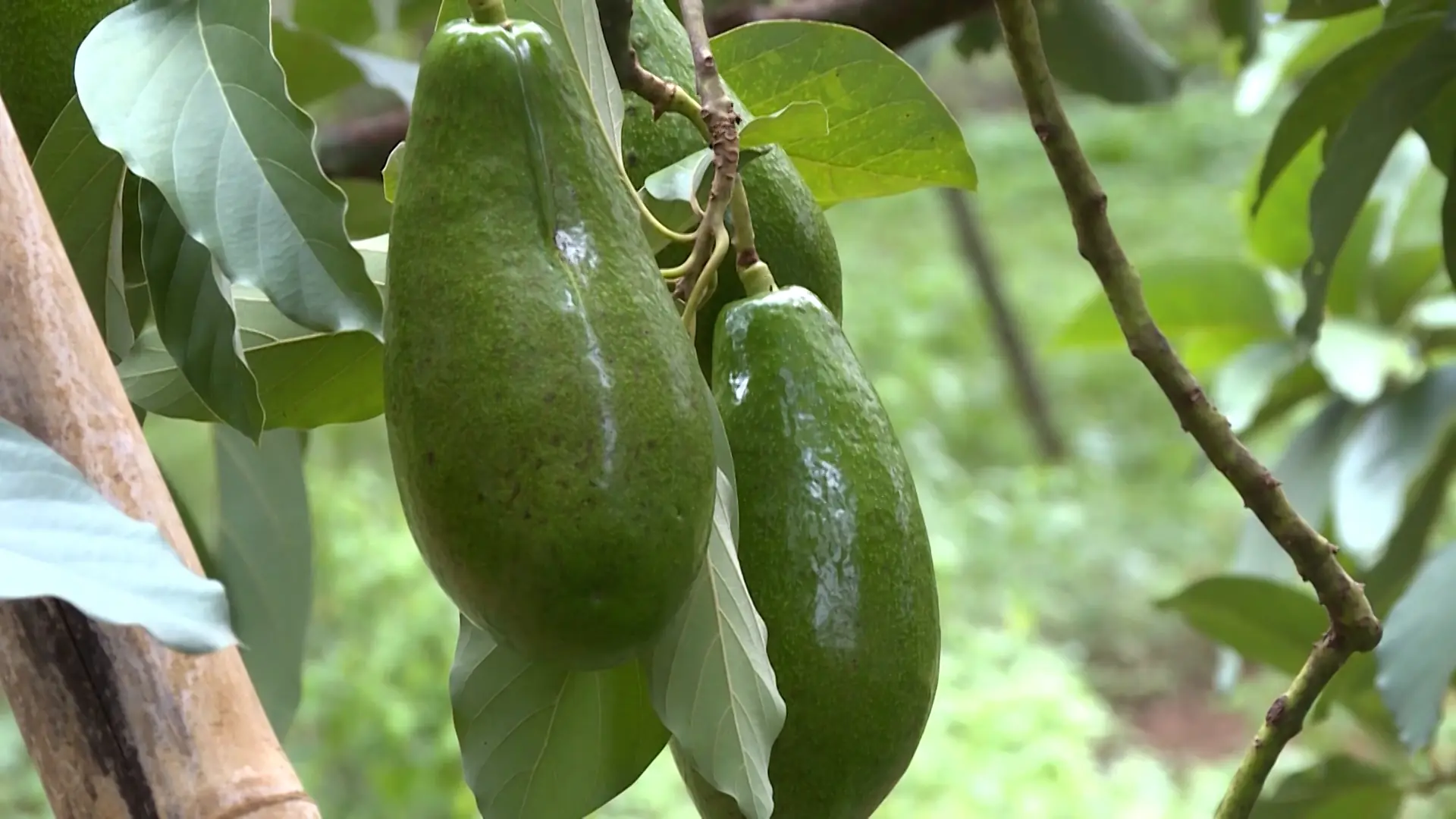 Cây trái Mộc Châu | Trăm miền hội tụ | 25/07/2025